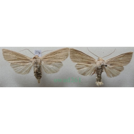 Rhizedra lutosa (Hübner, 1803) pair Badylica żółtaczka Czech23g